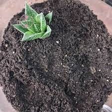 کود و خاک مناسب برای رشد کاکتوس